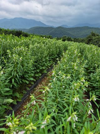 동부0079님의 참깨 · 자유게시판 작성글 사진