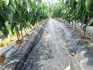 천지현황님의 고추 · 영농일지 작성글 사진