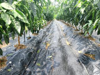 천지현황님의 고추 · 영농일지 작성글 사진