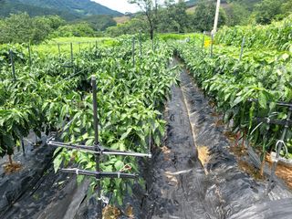 천지현황님의 고추 · 영농일지 작성글 사진