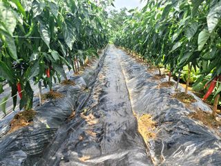 천지현황님의 고추 · 영농일지 작성글 사진