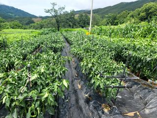 천지현황님의 고추 · 영농일지 작성글 사진