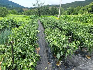 천지현황님의 고추 · 영농일지 작성글 사진