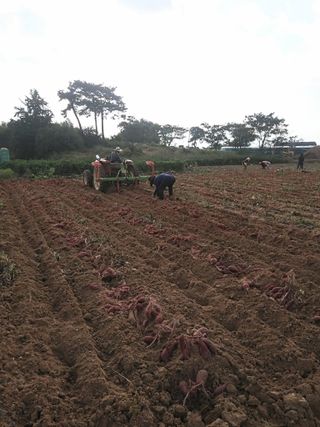 양용석님의 고구마 · 영농일지 작성글 사진