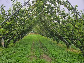 일심묘목농원님의 자유주제 · 자유게시판 작성글 사진