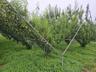 일심묘목농원님의 자유주제 · 자유게시판 작성글 사진