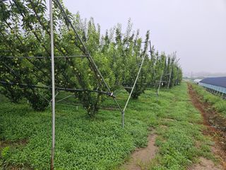 일심묘목농원님의 자유주제 · 자유게시판 작성글 사진