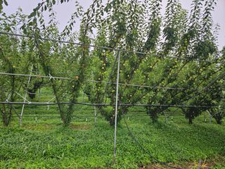 일심묘목농원님의 자유주제 · 자유게시판 작성글 사진