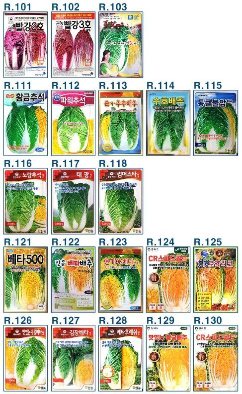 안산제일농약사님의 장터 판매 상품 [25년김장배추씨앗 모음 ] 첨부 사진