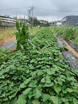 팜모닝 고구마·영농일지 게시글 이미지