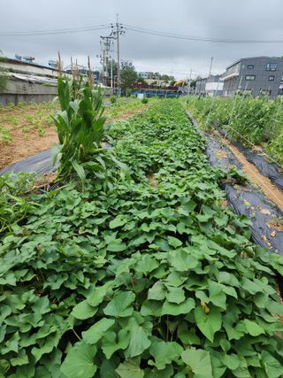눈꽃처럼님의 고구마 · 영농일지 작성글 사진
