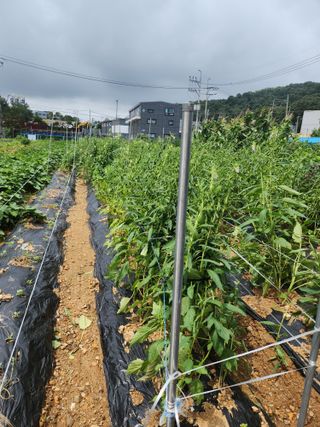 눈꽃처럼님의 고구마 · 영농일지 작성글 사진