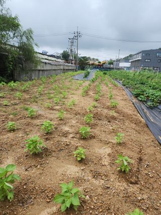 눈꽃처럼님의 고구마 · 영농일지 작성글 사진