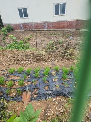 눈꽃처럼님의 고구마 · 영농일지 작성글 사진