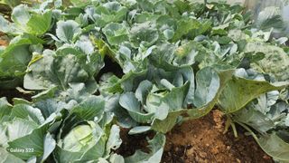 이명화님의 양배추 · 영농일지 작성글 사진