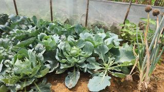 이명화님의 양배추 · 영농일지 작성글 사진