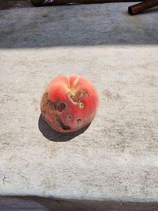 구자형님의 복숭아 · 병해충상담 작성글 사진