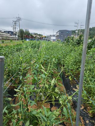 눈꽃처럼님의 자유주제 · 자유게시판 작성글 사진