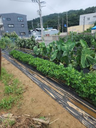 눈꽃처럼님의 자유주제 · 자유게시판 작성글 사진