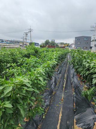 눈꽃처럼님의 자유주제 · 자유게시판 작성글 사진