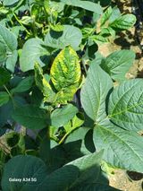 팜모닝 콩·병해충상담 게시글 이미지