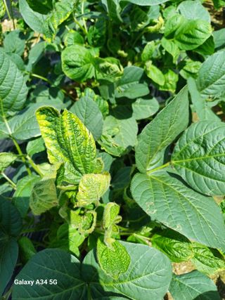 신창우님의 콩 · 병해충상담 작성글 사진