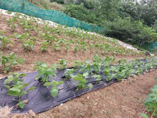 해안로님의 자유주제 · 자유게시판 작성글 사진