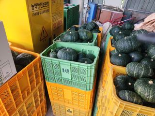 김인수님의 호박 · 영농일지 작성글 사진
