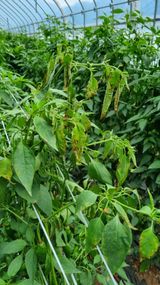 팜모닝 고추·병해충상담 게시글 이미지