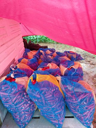 둥이농장(김준태)님의 고추 · 일상 작성글 사진