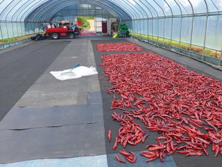 둥이농장(김준태)님의 고추 · 일상 작성글 사진