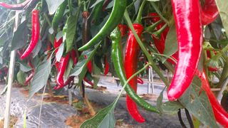 둥이농장(김준태)님의 고추 · 일상 작성글 사진