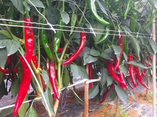 둥이농장(김준태)님의 고추 · 일상 작성글 사진