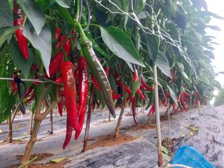 둥이농장(김준태)님의 고추 · 일상 작성글 사진