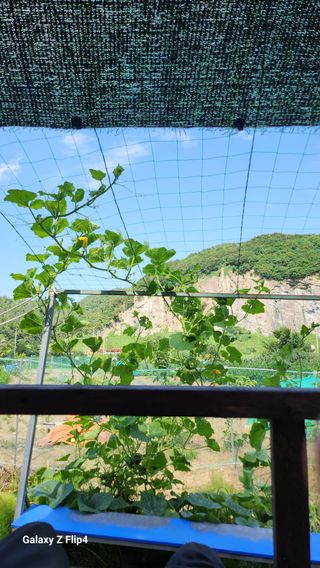 회야농원(정창규)님의 호박 · 영농일지 작성글 사진