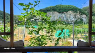 회야농원(정창규)님의 호박 · 영농일지 작성글 사진