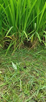 팜모닝 자유주제·자유게시판 게시글 이미지