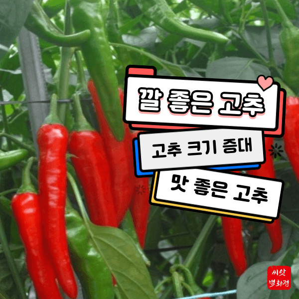 대산농사대장님의 장터 판매 상품 [고추칼라500ml2병+고급칼슘제1병 ] 첨부 사진