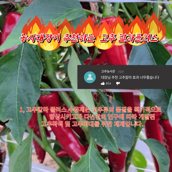 대산농사대장님의 장터 판매 상품 [고추칼라500ml2병+고급칼슘제1병 ] 첨부 사진