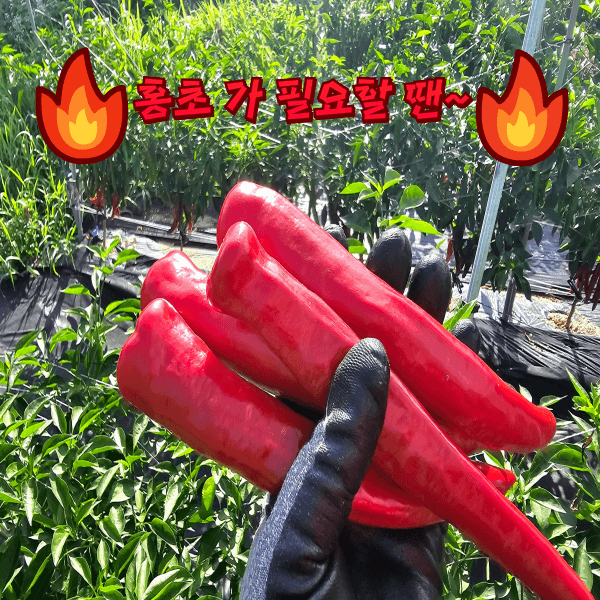 대산농사대장님의 장터 판매 상품 [고추칼라500ml2병+고급칼슘제1병 ] 첨부 사진