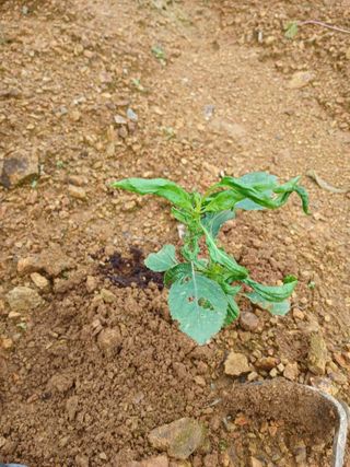 배종덕님의 들깨 · 병해충상담 작성글 사진