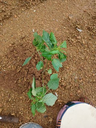 배종덕님의 들깨 · 병해충상담 작성글 사진