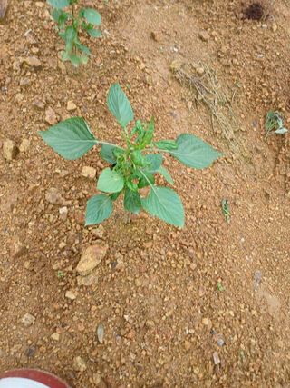 배종덕님의 들깨 · 병해충상담 작성글 사진