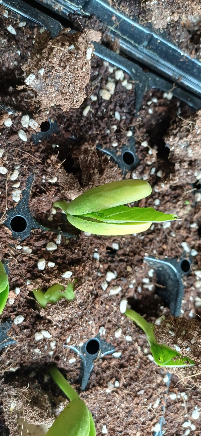 박준규님의 장터 판매 상품 [작두콩차 티백 45T] 첨부 사진