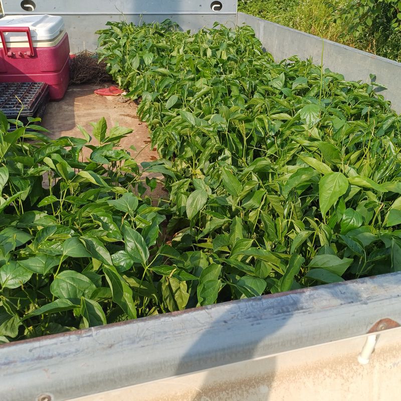 박준규님의 장터 판매 상품 [작두콩차 티백 45T] 첨부 사진