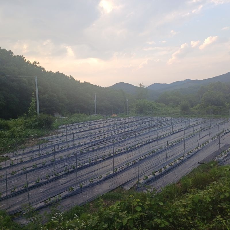 박준규님의 장터 판매 상품 [작두콩차 티백 45T] 첨부 사진