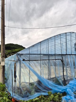 인호님의 참깨 · 영농일지 작성글 사진