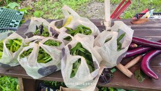 꿈사랑님의 상추 · 영농일지 작성글 사진