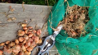 꿈사랑님의 상추 · 영농일지 작성글 사진