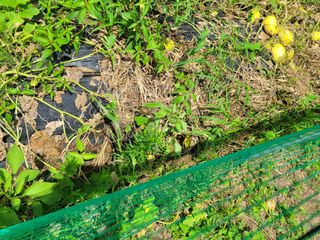 동읍새날농장님의 기타작물 · 영농일지 작성글 사진